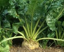 Sugar Beets