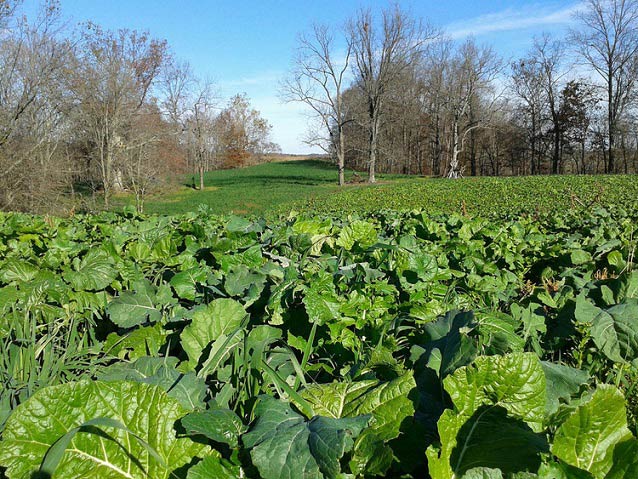 Plot Topper 3lb Jug (1/2 Acre)