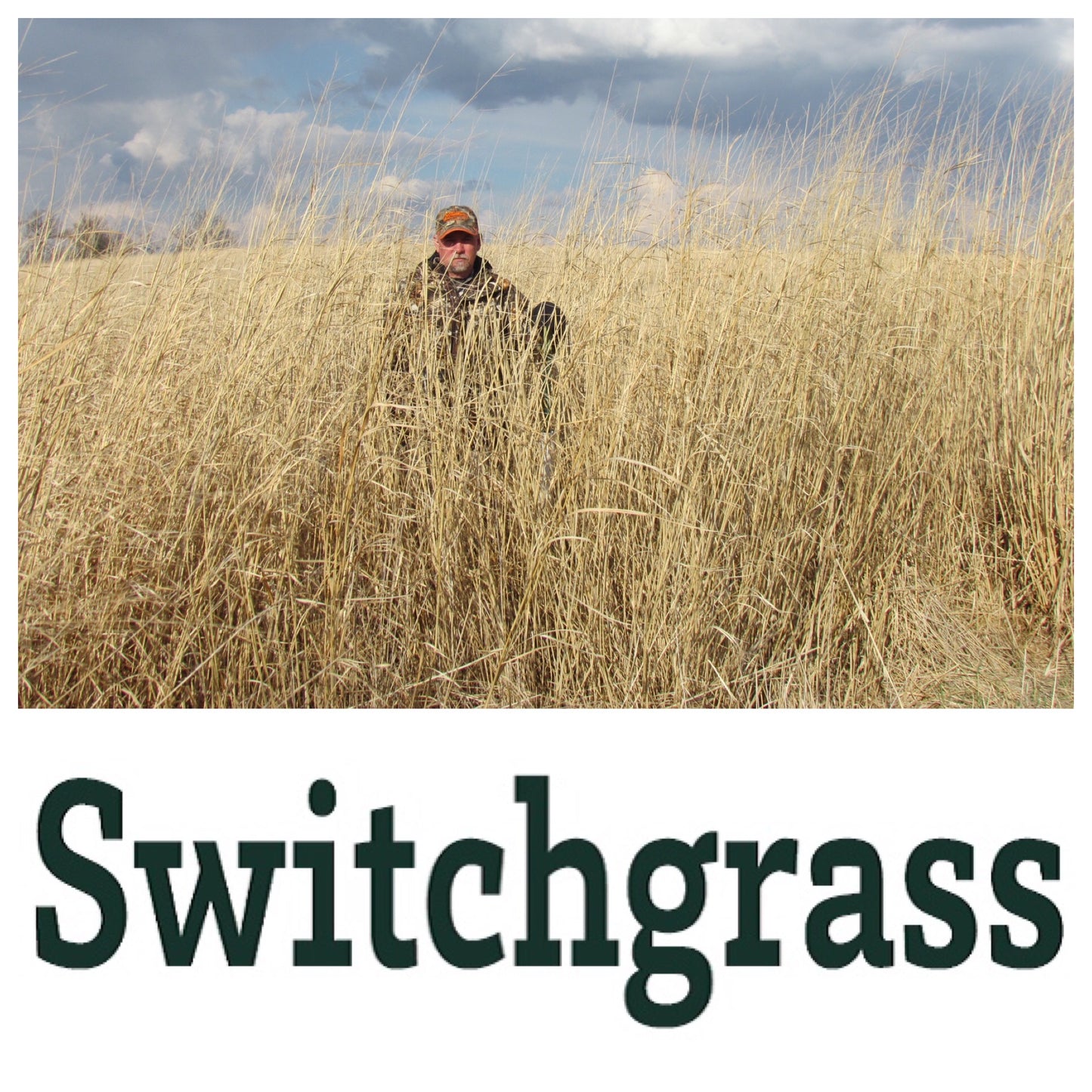 Real World Switchgrass